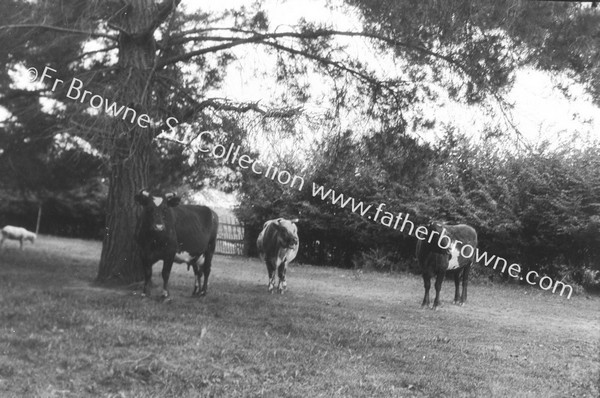 IN BUSH  COWS